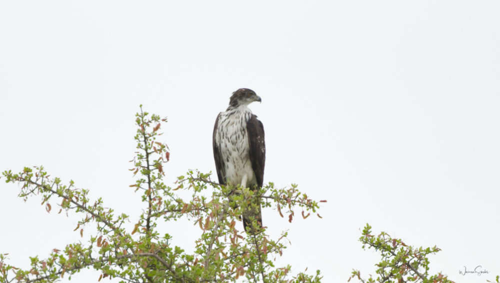 African Hawk Eagle Kruger Dec 2024