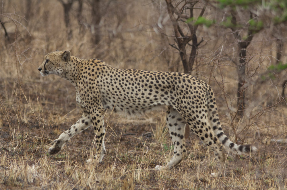 Cheetah 2