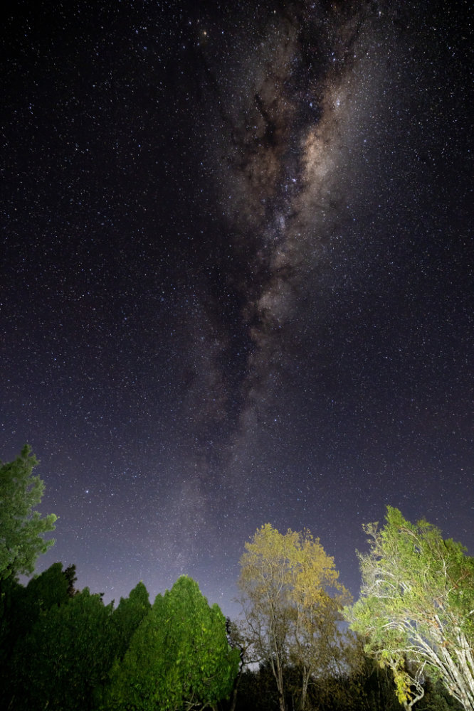 Fernwood Moonless Skyand Trees