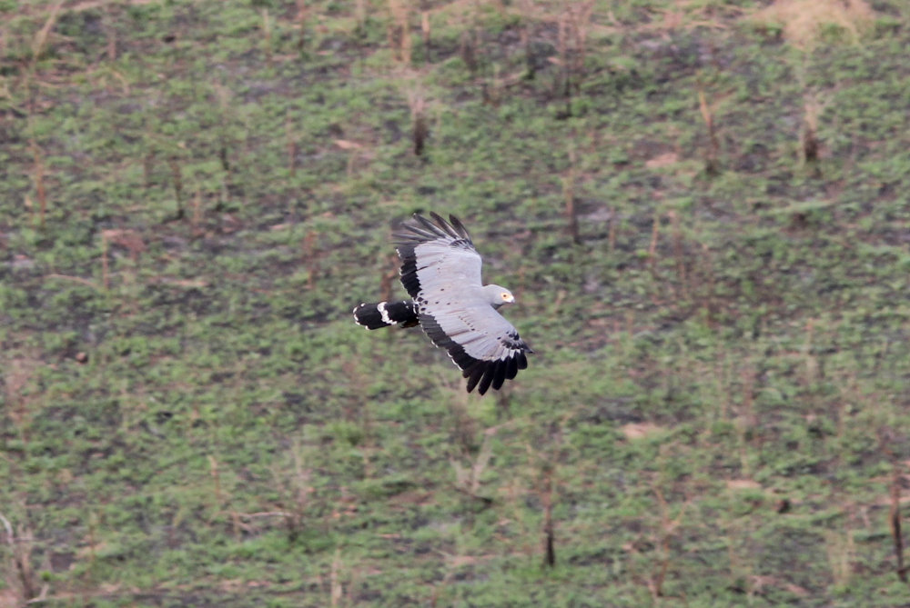 Flight