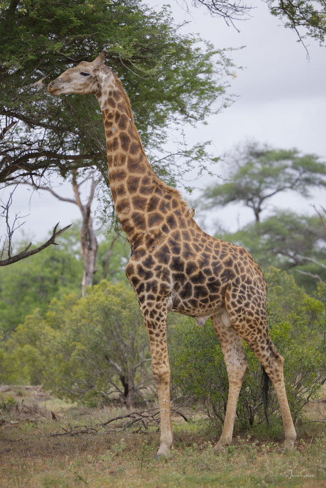 Giraffe Kruger Dec 2024