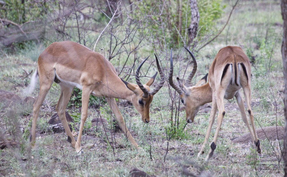 Impala Fighting Dec 2024