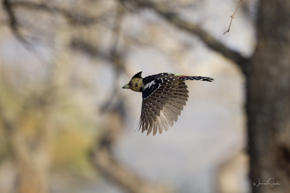 In Flight