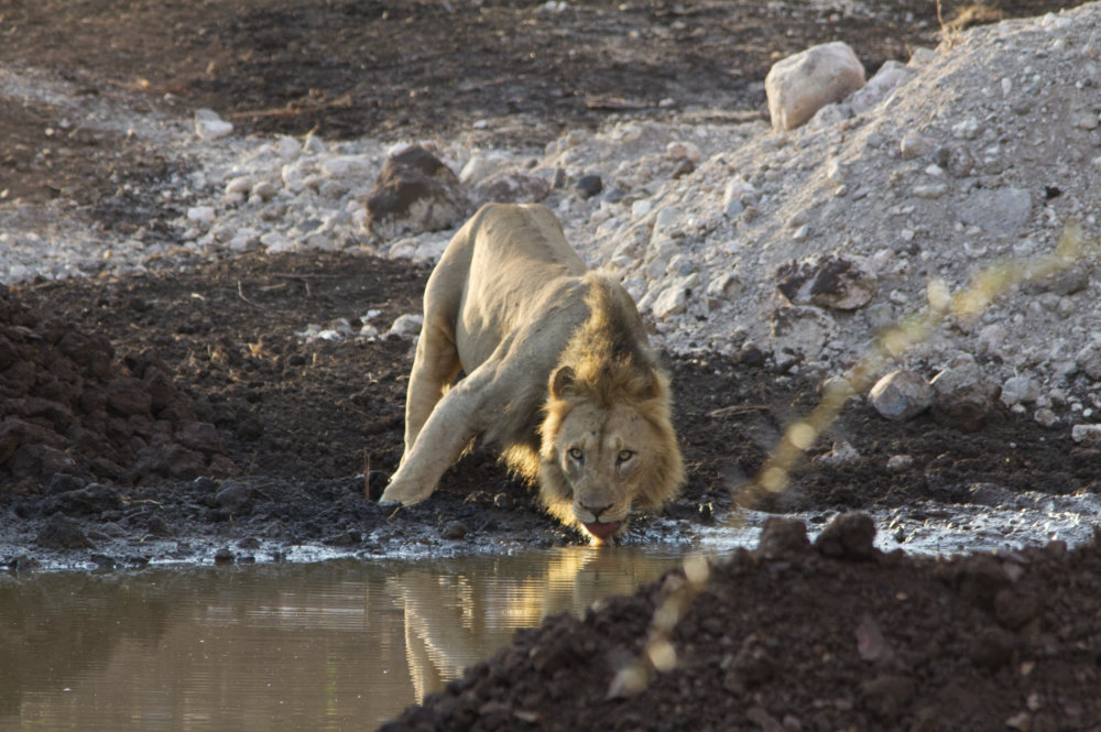 Lion 2