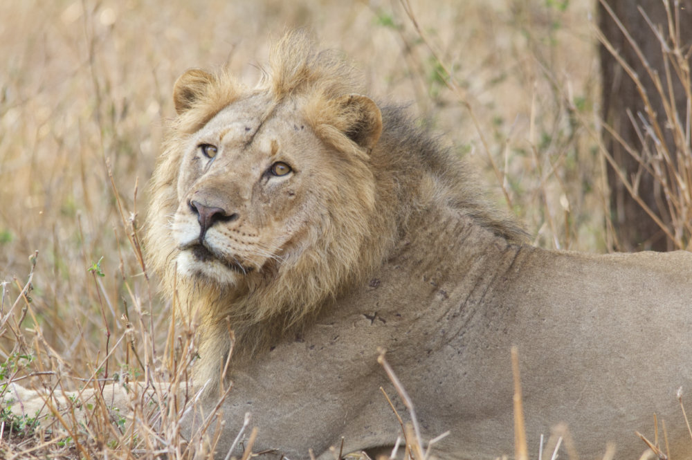 Lion 3