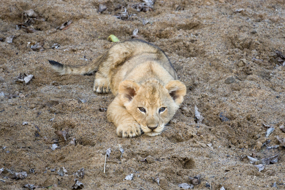 Lion Cub 1