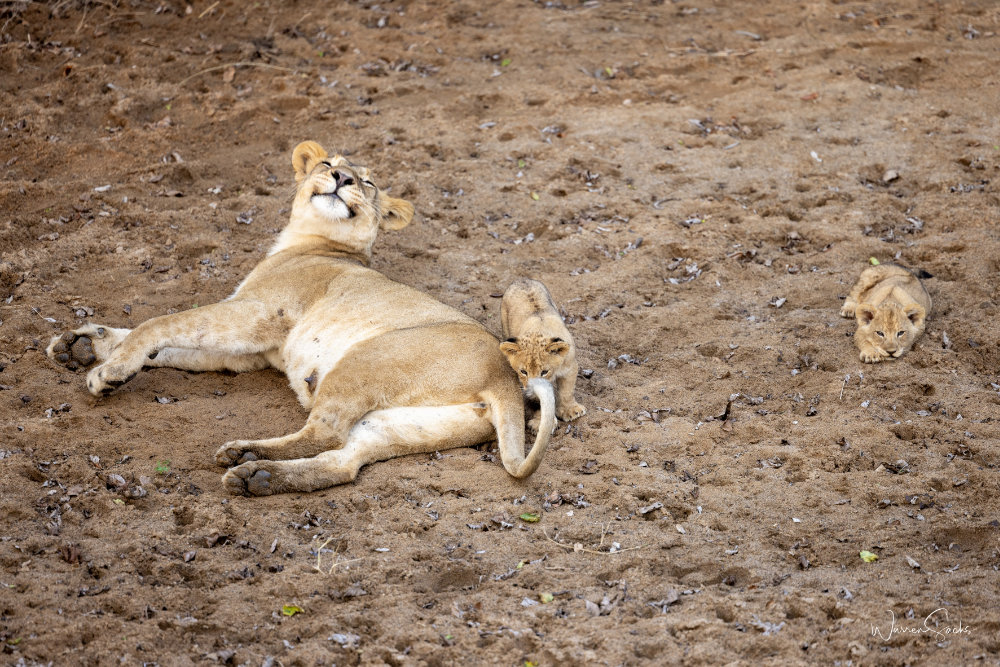 Lionness 1