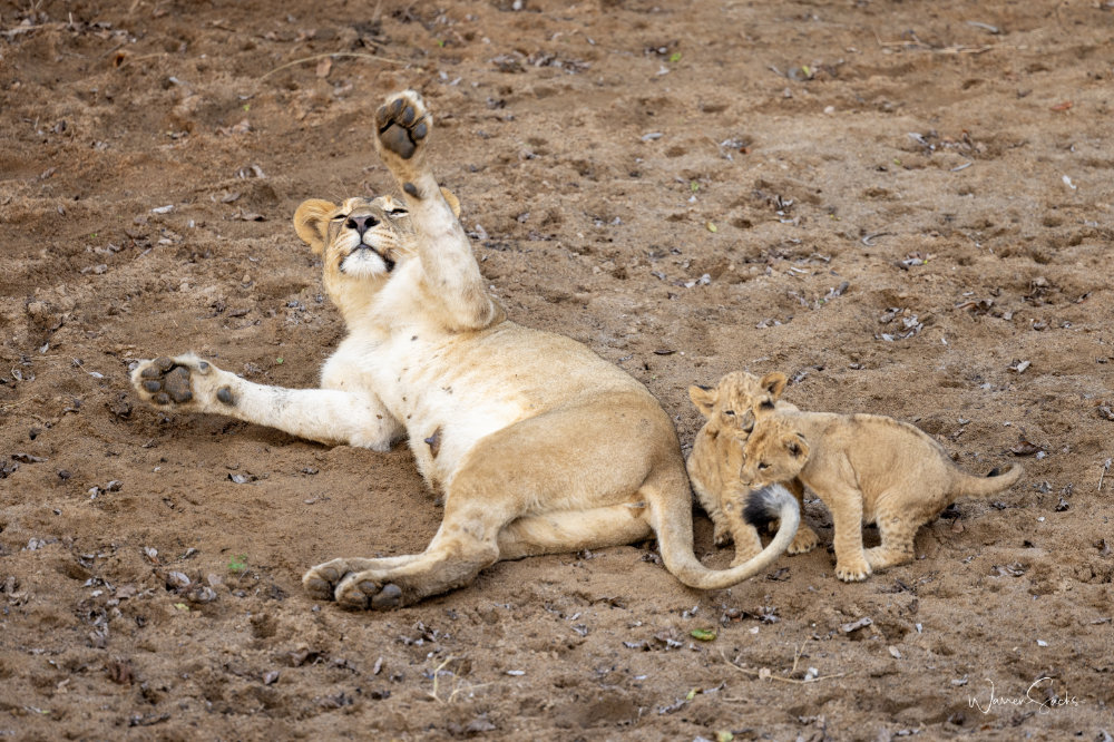 Lionness 2