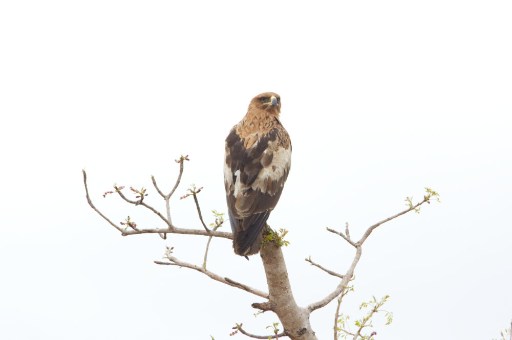 Lookout