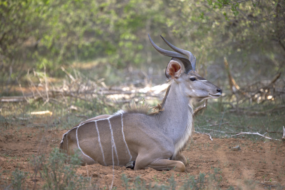 Nyala Bull Hoedspruit Dec 2024