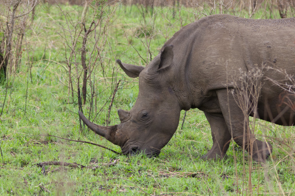 Rhino