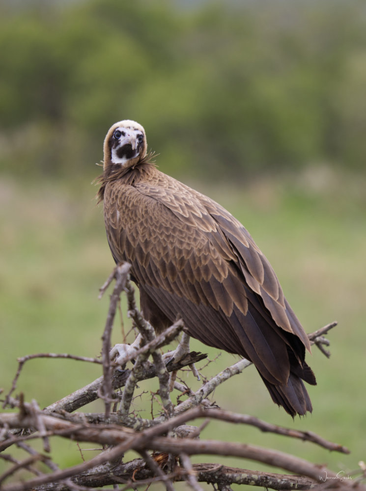 Vulture Kruger Dec 2024 Portrait