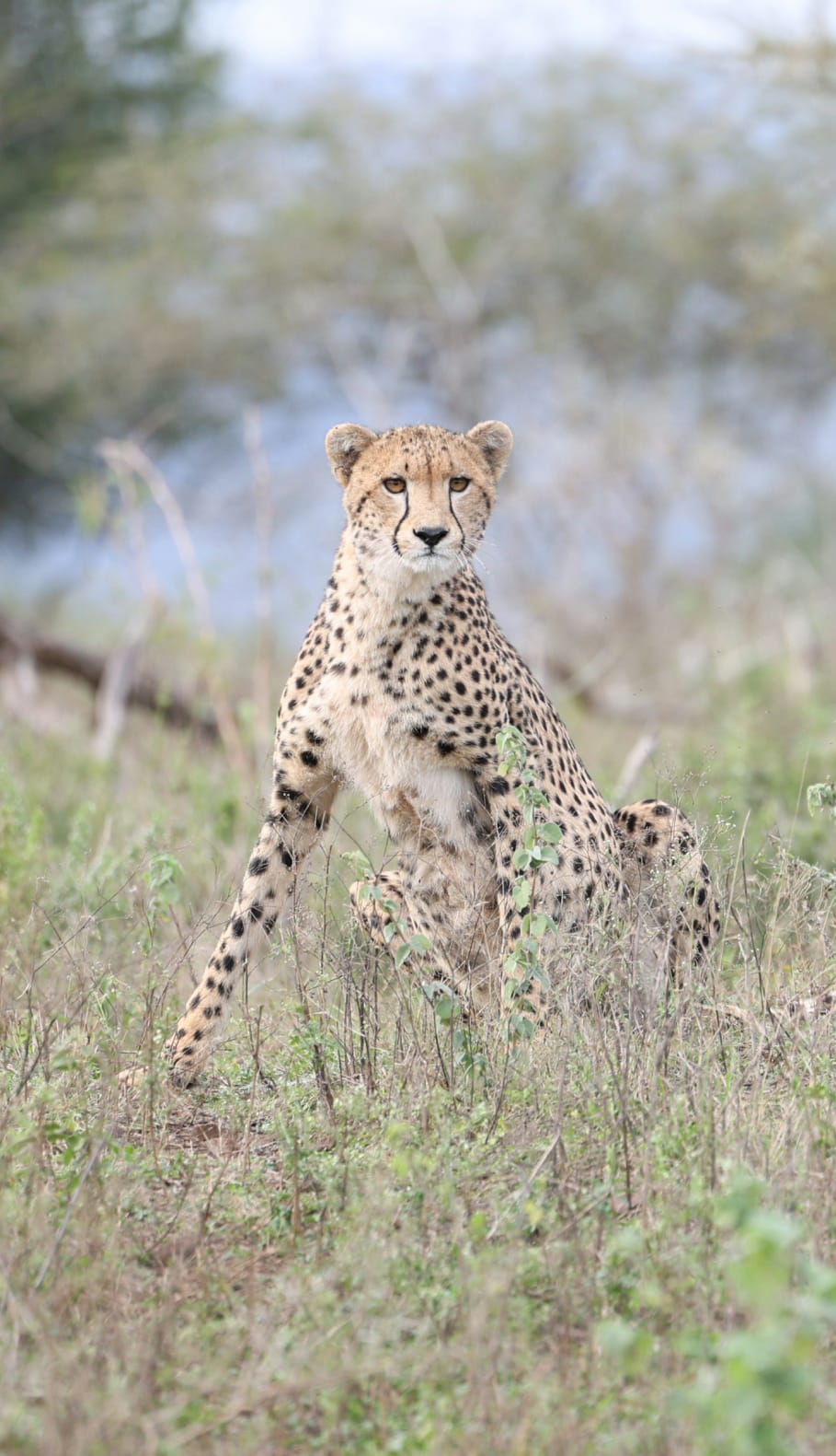Cheetah Mavela