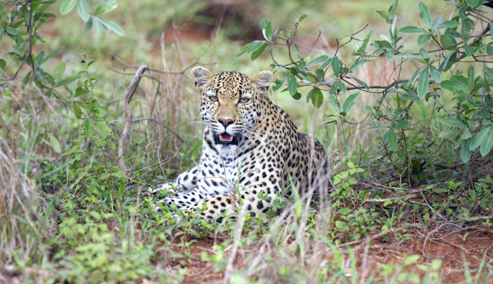 Leopard, Kruger — December 2024