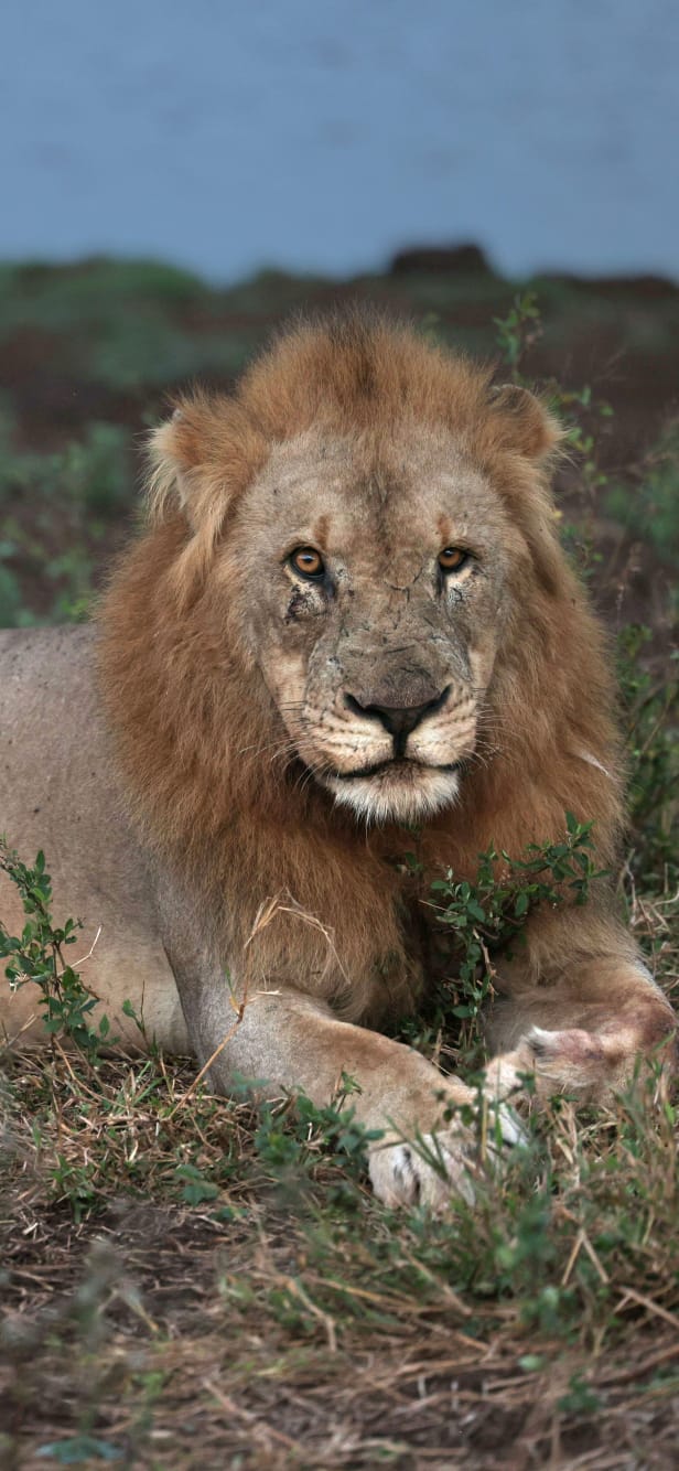 Lion 2 Mavela